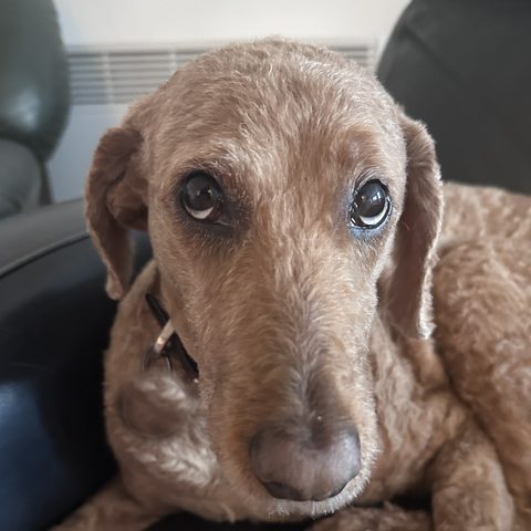 A curly dog waiting for you on an armchair